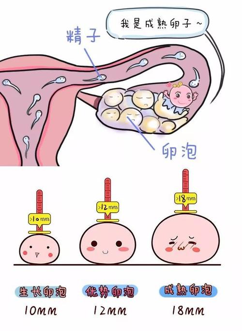 吃什么促排卵能早点怀孕(促排卵不能吃什么水果)