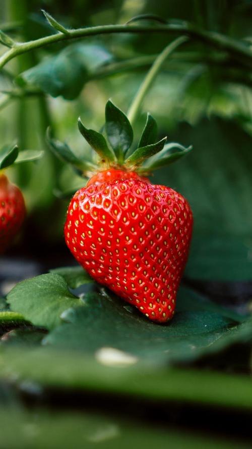 吃什么才能更容易怀孕(孕妇必吃的12种水果）