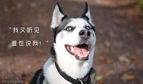 养狗会影响以后受孕吗(养狗的人容易得什么病)