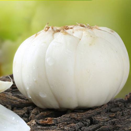 准备备孕可以吃当归吗(备孕能吃当归黄芪吗）