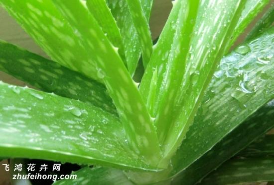 吃什么不那么容易怀孕(吃什么会导致不易怀孕）