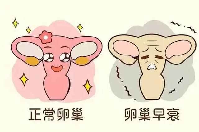 卵巢早衰会影响寿命吗(卵巢早衰0.01居然好了)