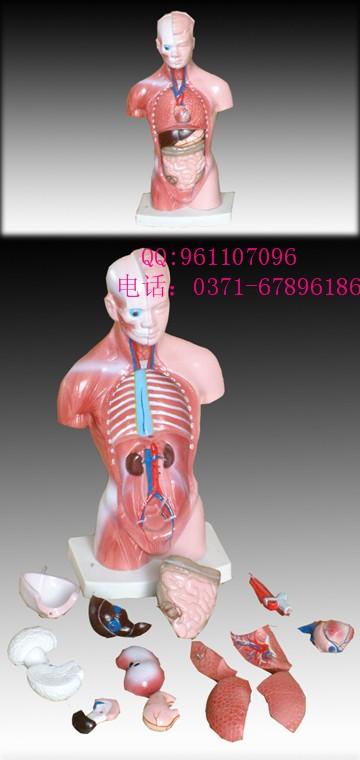 吃虾影响怀孕吗(吃虾对备孕有影响吗）