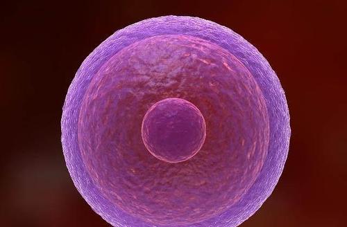 受精卵是如何形成的？(精子和卵子的形成）