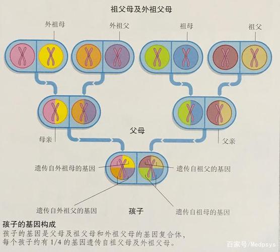 儿子一般都遗传妈妈吗(儿子的基因一般遗传谁）
