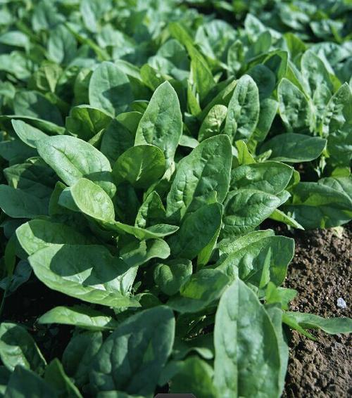 口腔溃疡吃什么蔬菜好的最快这些蔬菜对口腔溃疡最好(口腔溃疡吃菠菜好吗)