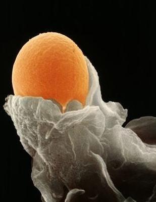 卵泡小排出后能如常怀孕吗(卵子排出后48小时还能受孕吗）