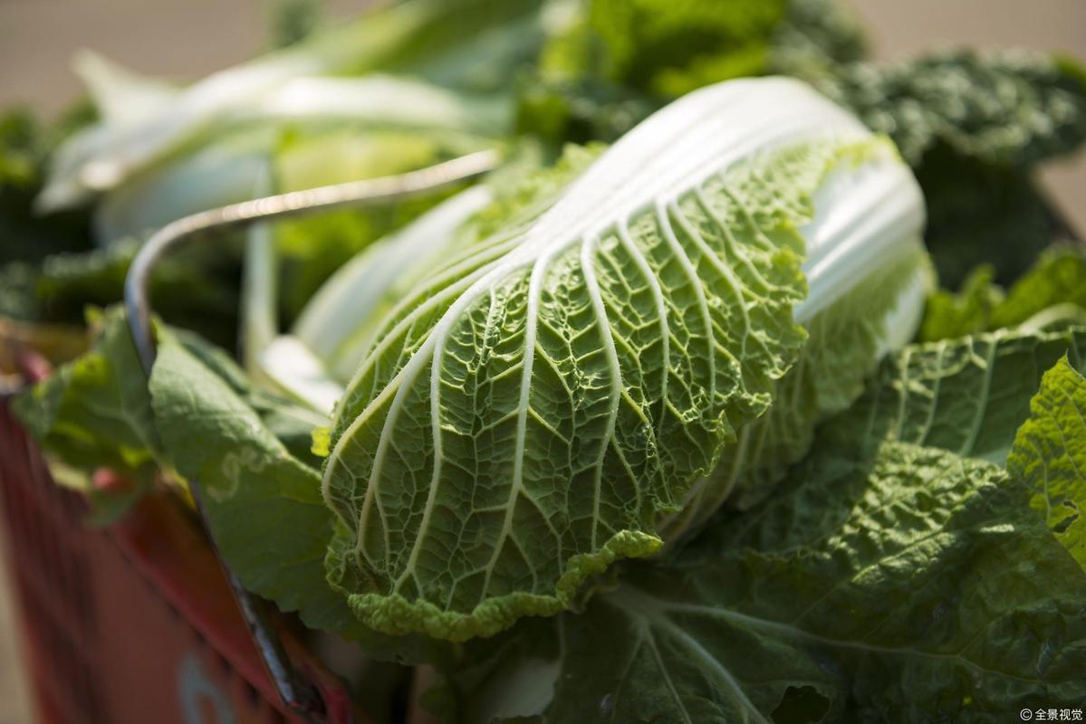 口腔溃疡吃什么蔬菜好的最快这些蔬菜对口腔溃疡最好(口腔溃疡吃菠菜好吗)