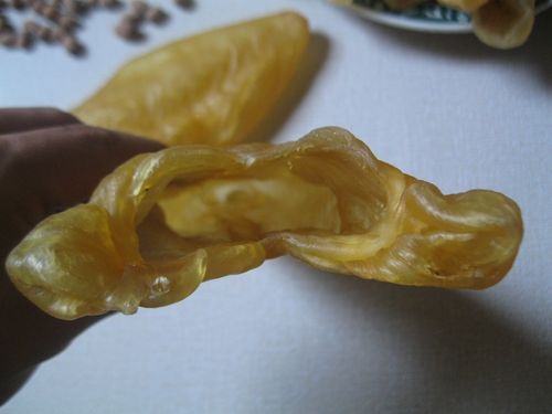 花胶可以助孕吗(花胶对卵泡质量有帮助吗）