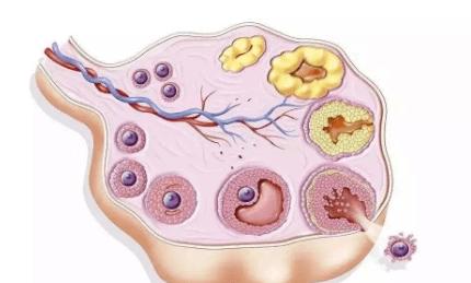 卵泡质量好的标准是什么(优势卵泡卵子质量一定好吗）