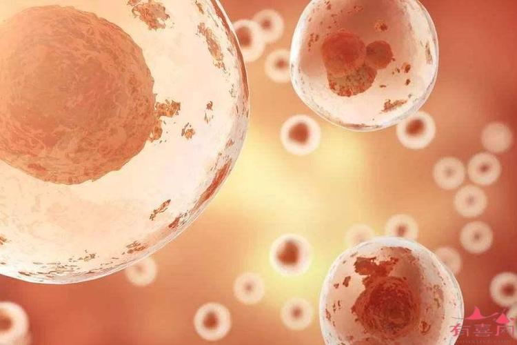 卵细胞会不会排出体外(女生的卵细胞会不会流出来）