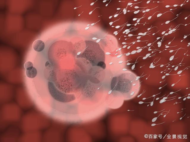 卵子排出后多能存活多久?怎么知道卵子排出来了?(卵子排出后能存活72小时吗)