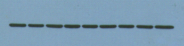假性怀孕会持续多久(怀孕40天试纸一深一浅正常吗）