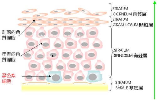 双眼皮的父母会生出单眼皮的孩子吗(单眼皮和内双的区别）