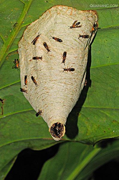节育环有哪些种类节育环居然有这么多种类(为什么昆虫的种类和数量如此之多）