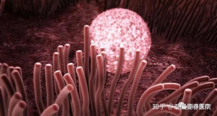 受精卵究竟在第几天着床？试管移植着床速度有多快？(移植后一般多久着床）