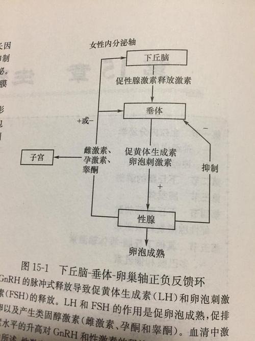 促性腺激素是什么分泌(垂体促性腺激素分泌亢进怎么办）