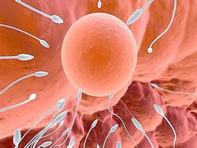 卵子14x12多久可排卵受孕(卵泡14排出能受孕吗）