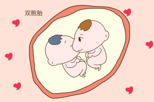 同卵双胞胎有龙凤胎吗(什么体质容易怀双胞胎）