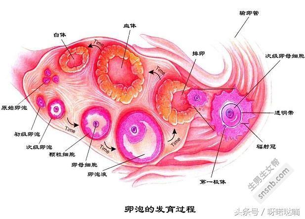 卵泡排出可以同房吗(卵泡破后多久同房有效）