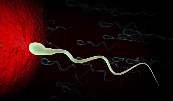 内膜上长了几个小肉肉精子过不去(精子遇到卵子什么感觉)