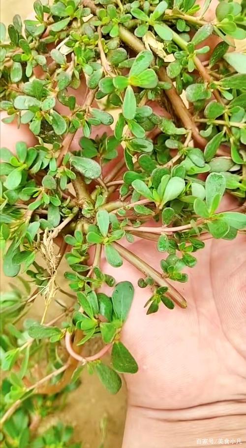 卵巢囊肿患者饮食有什么禁忌?(胆结石禁忌食物)