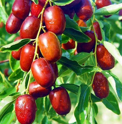 吃什么东西容易怀孕(怀孕1一3月禁吃的十大食物）