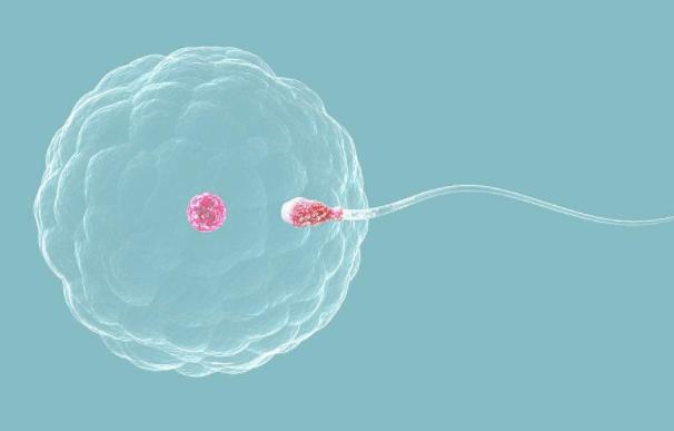 受精卵是如何形成的？(精子和卵子的形成）