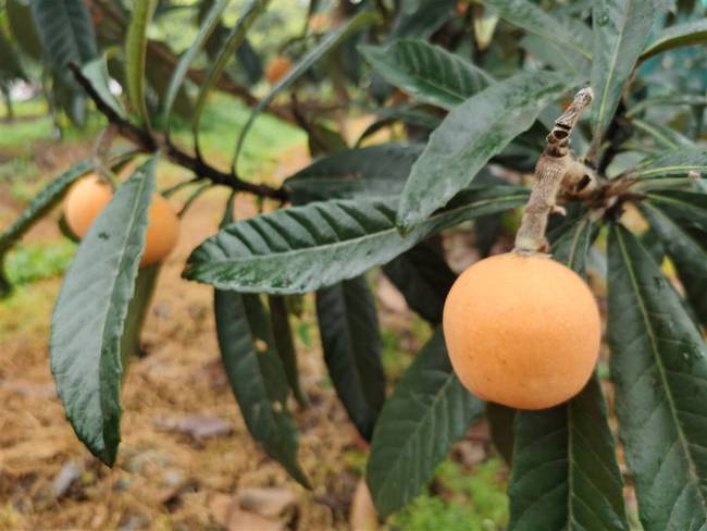 吃什么坚果对头发好(脱发最怕三种水果）