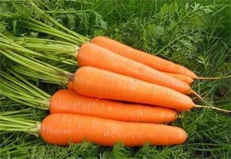 吃什么会导致终身不孕(吃什么可以导致不孕）