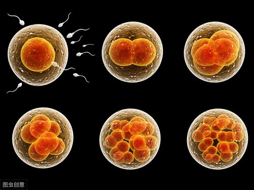 人工受孕需要取卵子吗(取卵子和精子人工能培育吗）