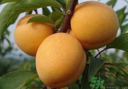 刚长出来的杏能吃吗(有什么办法能让胡子不长)