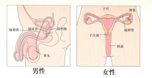 促排怀孕怎么避免胎停(促排卵对胎儿有影响吗）