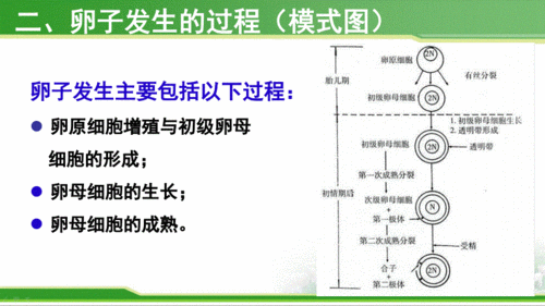 人类卵子形成过程是什么(卵子的发生）