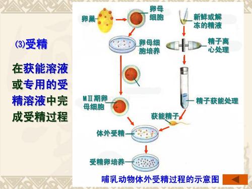 人工授精十四天用试纸能测吗(人工授精后多久可以测出怀孕）