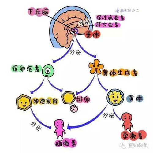 吃了紧急避孕药怀孕了孩子能要吗该人流时要人流(万一没怀孕吃避孕药)