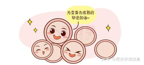 卵子质量不好是什么原因造成的(提高卵子质量最佳方法)