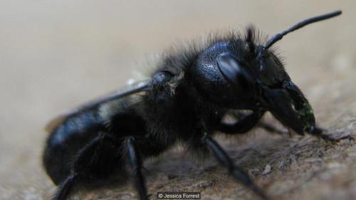 节育环有哪些种类节育环居然有这么多种类(为什么昆虫的种类和数量如此之多）