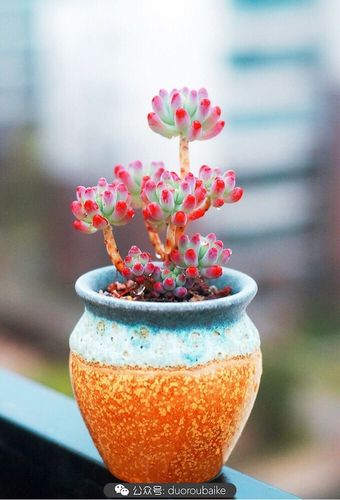 吃哪些能摄入健康脂肪的食物才能生出健康宝宝？(吃什么胎儿容易长肉）