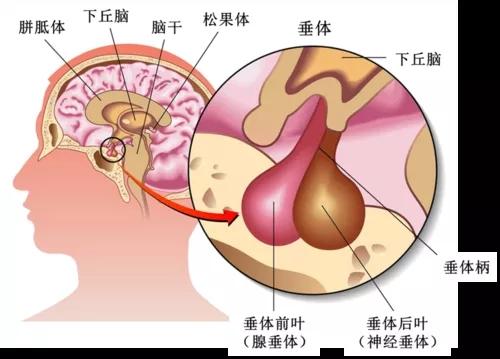 卵泡刺激素低说明什么(促卵泡激素偏低是多囊吗）