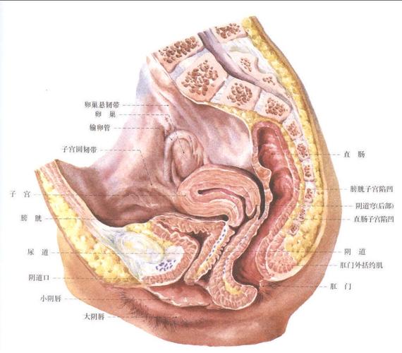 保养子宫的瑜伽动作常做这5个动作让你重回18！(保养子宫和卵巢的瑜伽体式）