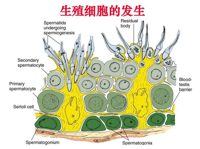 卵细胞会不会排出体外(女生的卵细胞会不会流出来）