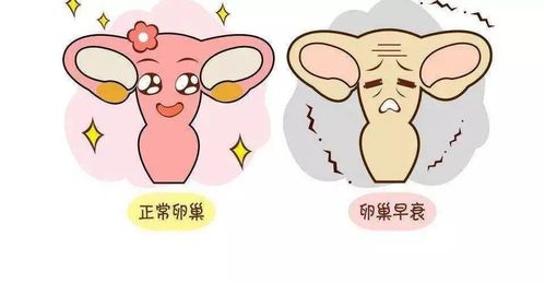 卵巢功能衰退能生育吗(三十多岁卵巢早衰怎么办）