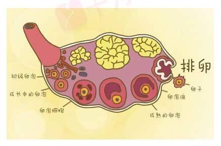 发育到多大的卵泡和精子结合更容易怀孕?(只有卵泡成熟了排卵了才会受孕吗)
