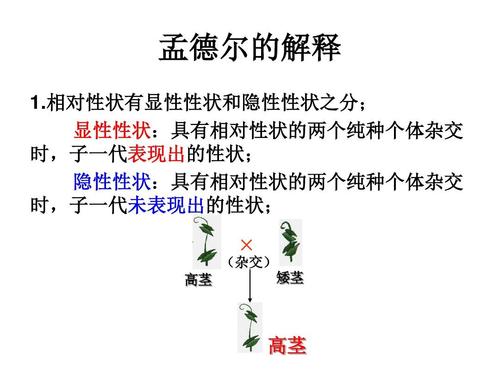 单眼皮是显性基因还是隐性基因单眼皮容易遗传吗？(单眼皮显性基因）