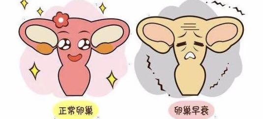 卵巢性不孕能治疗吗(治卵巢性不孕要多少钱)