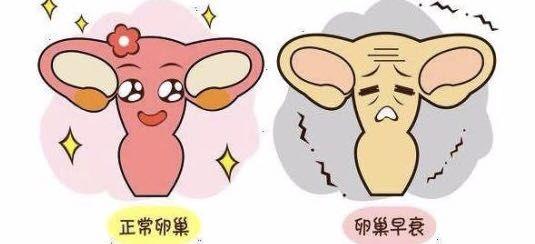 卵巢功能不好的症状表现(卵巢功能好的表现）