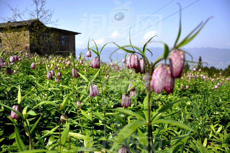 口腔溃疡吃火龙果好不好火龙果能促进溃疡愈合吗?(火龙果溃疡打什么药最好)