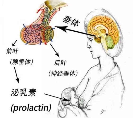 低促性腺激素综合症原因(促卵泡激素低是什么原因造成）