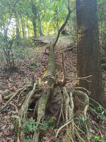 吃什么东西越吃越瘦(坚持一个月晚上不吃饭能瘦多少斤）